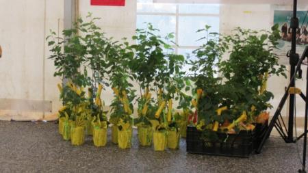 Podelitev medovitih rastlin novorojenčkom Občine Škocjan